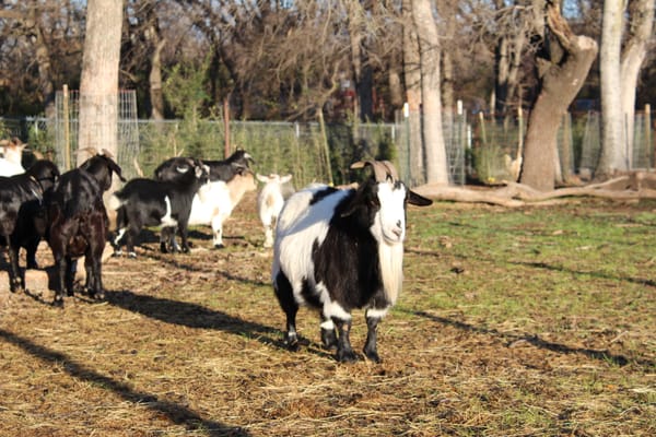 Hello, new blog & newsletter!